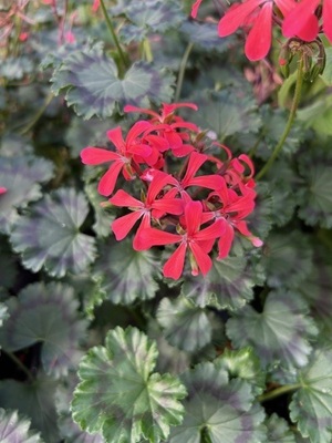 PELARGONIUM x hortorum Grossersorten